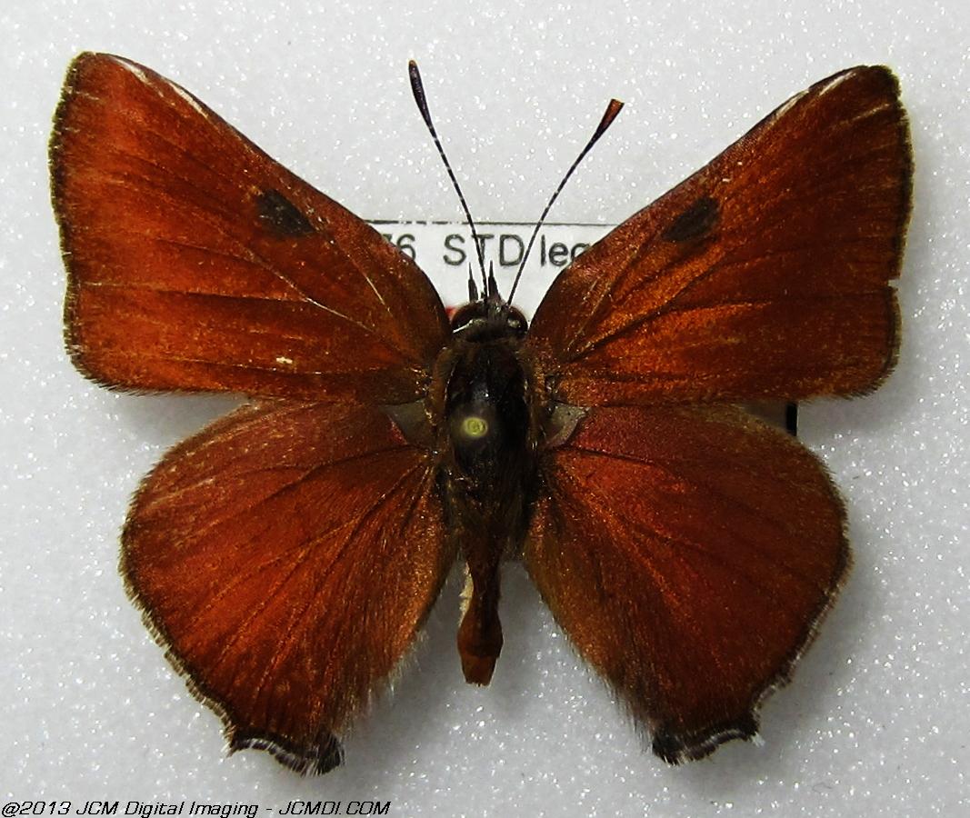 Unidentified Hairstreak